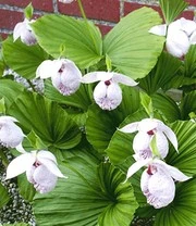 Tuinorchidee 'Formosana'