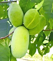 Häberli´s® Prairiebanaan Prima®