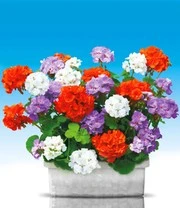 Staande Balkongeraniums Collectie