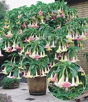 Engelentrompet 'Rainbow Tricolor'