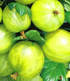 Kruisbesstammetje 'Gele Invicta®'