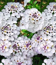 Iberis Collectie - Afbeelding 3