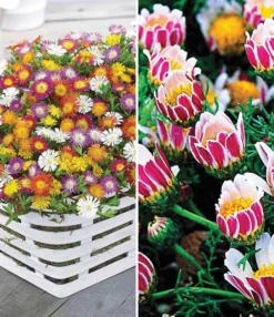 Bloeiende Bodembedekker Collectie