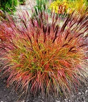 Onderhoudsvriendelijke Siergras Collectie - Afbeelding 3