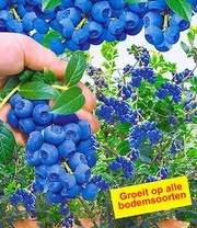 3 Bessen Collectie - Afbeelding 3