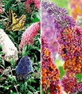 Vlinderstruik Collectie Voor Een Voordeelprijs