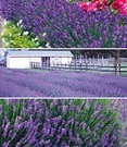 Lavendel Collectie