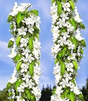 Zuilkers 'Sylvia® ' - Afbeelding 3