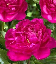 Pioenrozen Rariteiten Mix - Afbeelding 3