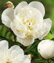 Pioenrozen Rariteiten Mix - Afbeelding 4