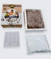 Witte Champignons (kweekset) - Afbeelding 3