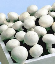Witte Champignons (kweekset) - Afbeelding 4