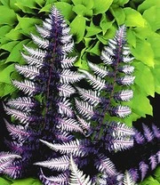 Winterharde Vaste Planten Voor De Schaduw - Afbeelding 3