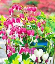 Winterharde Vaste Planten Voor De Schaduw - Afbeelding 4