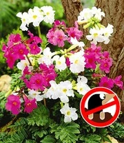 Winterharde Vaste Planten Voor De Schaduw - Afbeelding 5