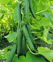 Geënte Komkommer 'Phönix®' & COMPO® SANA® Tomaten- En Groenteaarde - Afbeelding 3