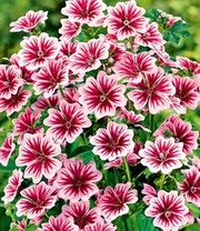 Winterharde Vaste Planten 'Zonnig Tuinperk' - Afbeelding 3