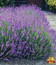 Winterharde Vaste Planten 'Zonnig Tuinperk' - Afbeelding 5