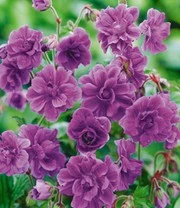 Winterharde Duurzame Bloeiers - Afbeelding 5