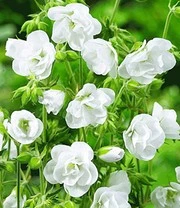 Winterharde Duurzame Bloeiers - Afbeelding 6