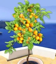 Abrikoos 'Compacta Super Compact®' - Afbeelding 3