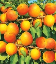 Abrikoos 'Compacta Super Compact®' - Afbeelding 4